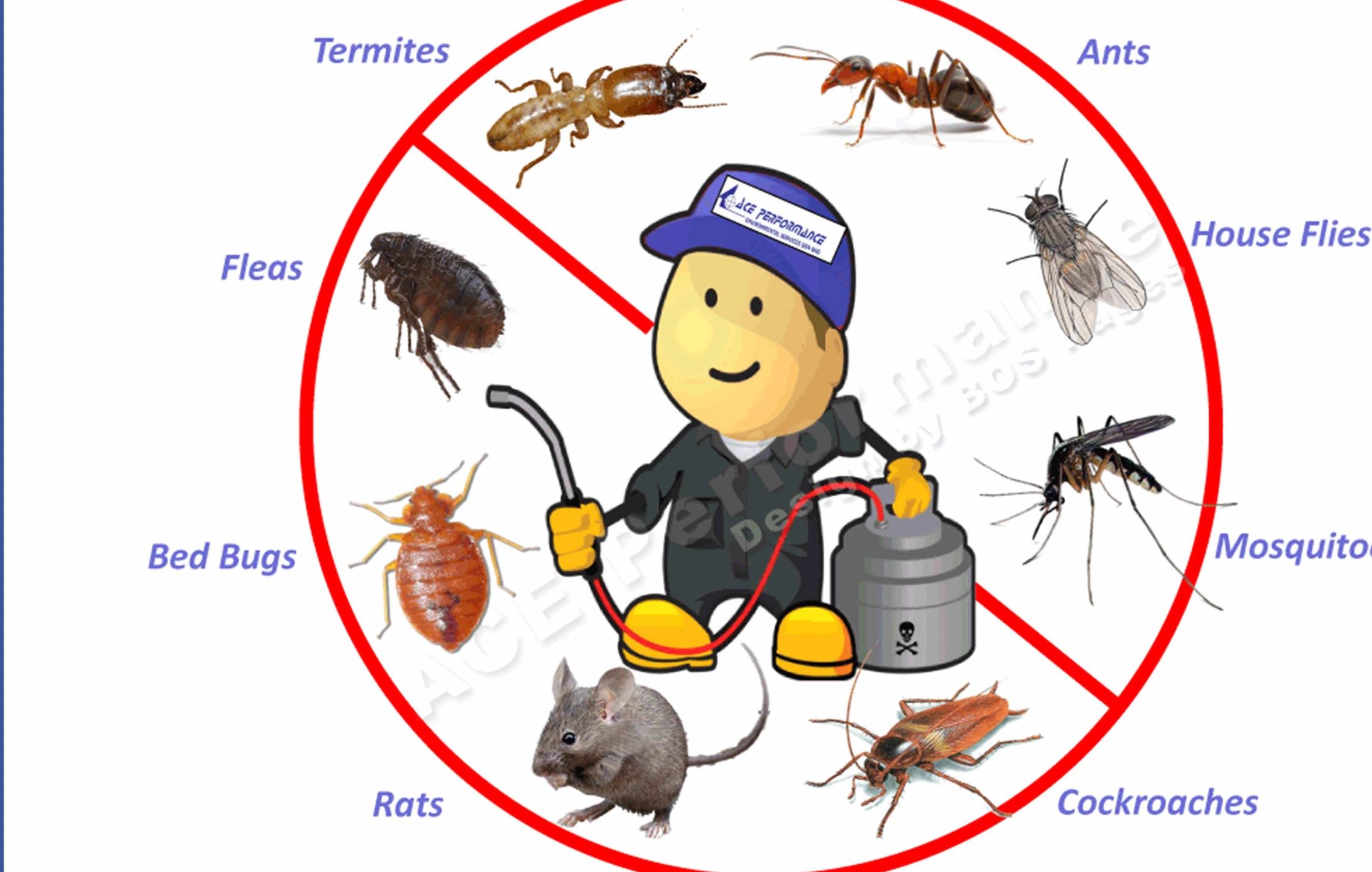 Pest Control Pest Control Nagpur Pest Control Services Near Me Pest